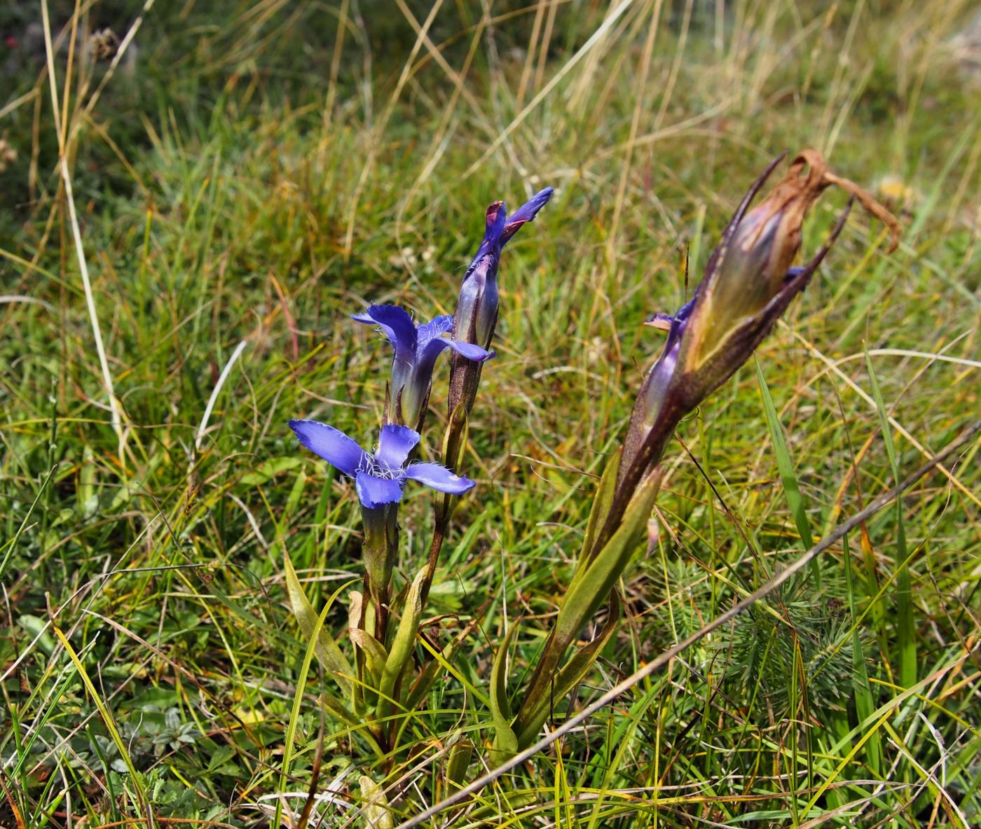 Gentian, Fringed plant